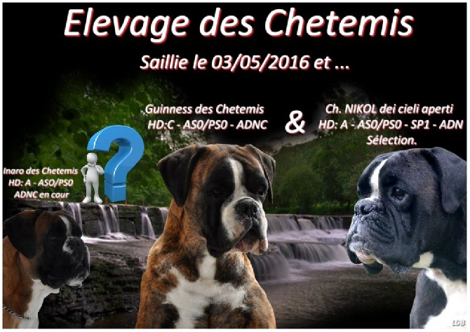 des chetemis - Saillie de Guinness du 03/05/2016