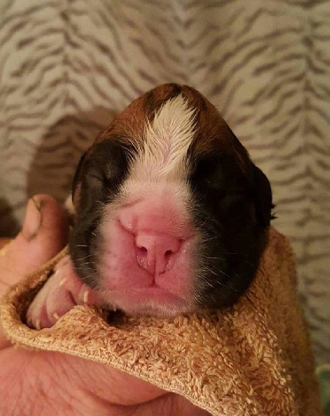 des chetemis - Boxer - Portée née le 08/04/2016